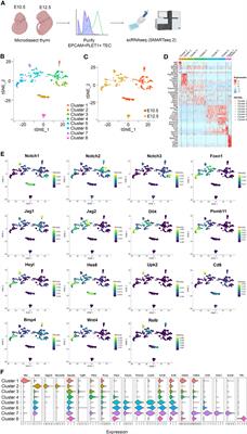 Thymic epithelial cell fate and potency in early organogenesis assessed by single cell transcriptional and functional analysis